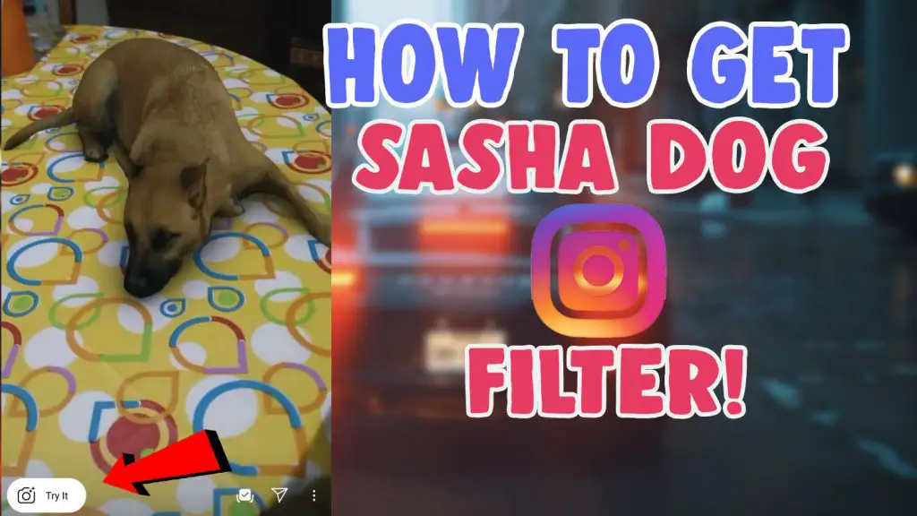 sasha dog filter instagram