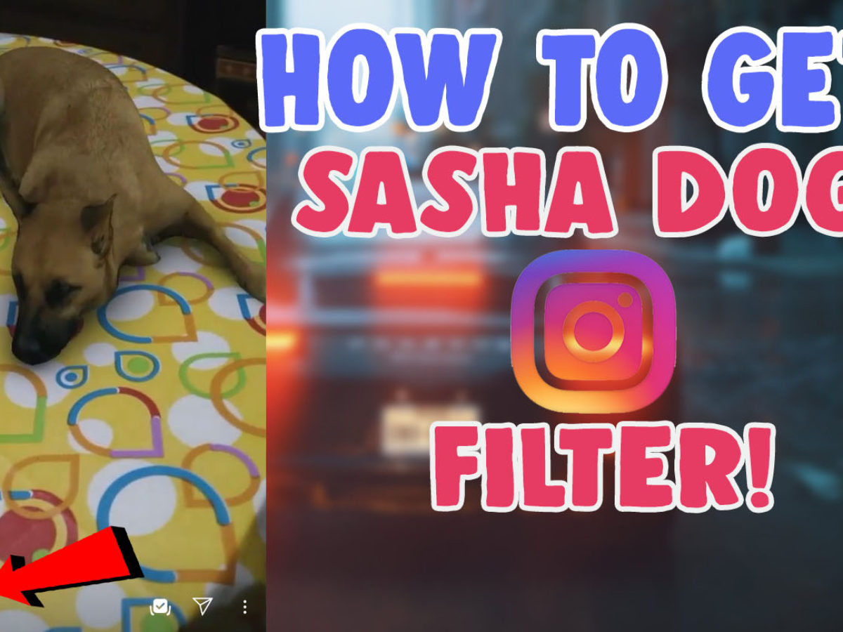 how to use dog filter on instagram