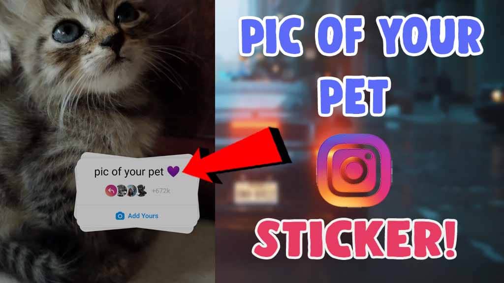 Pic of your pet Photos Instagram Story