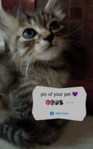 pic of your pet sticker on instagram story