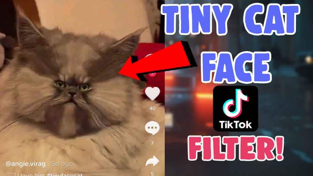 tiny cat face filter effect tiktok