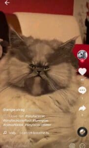 tiny cat face filter tiktok