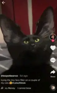 tiny face filter tiktok